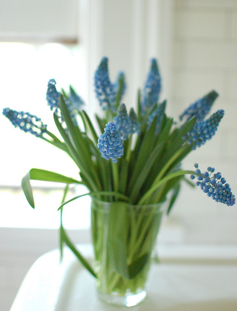 Muscari