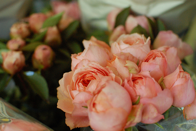 Garden roses