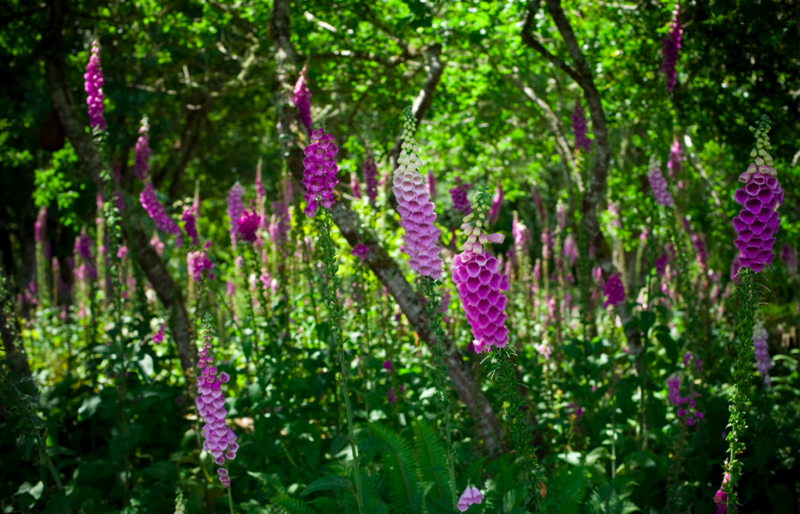 Foxgloves oysterville