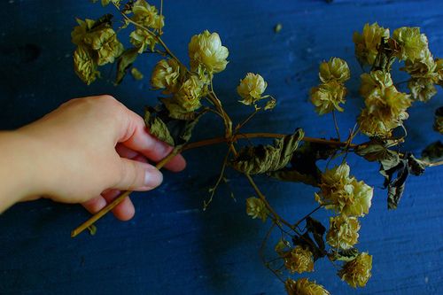 Dried hops