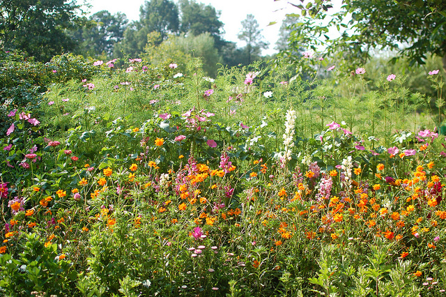 Cutting garden 