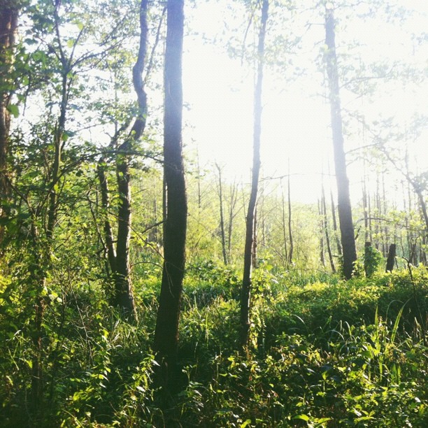 Spreewald forest