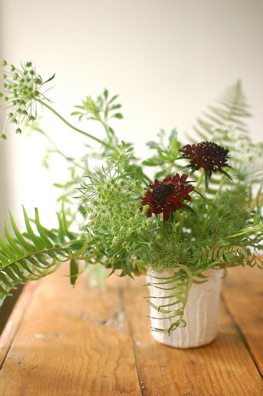 Ferns queen anne's lace