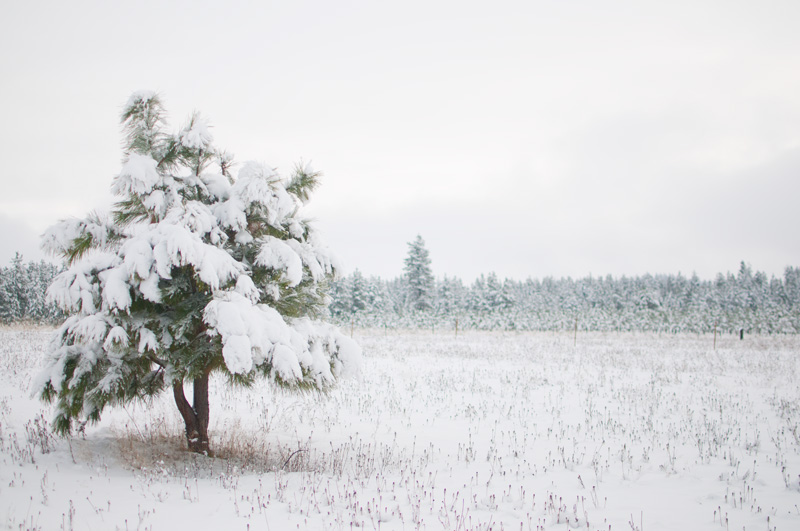 Tree-snow