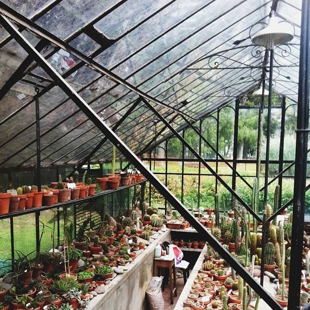 Cactus greenhouse