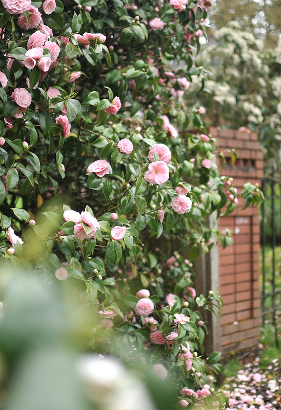 Camellias frolic