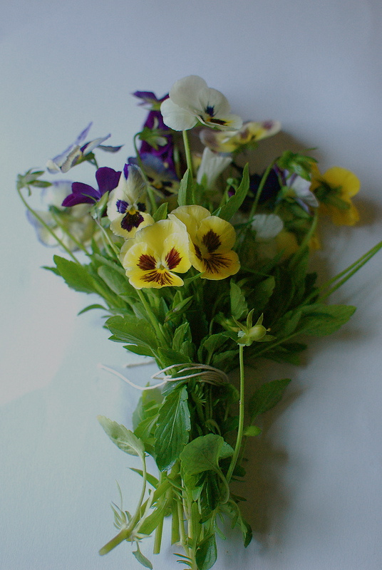 Pansies long stemmed