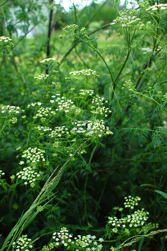 Chervil