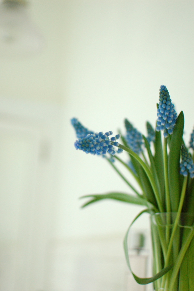 Muscari