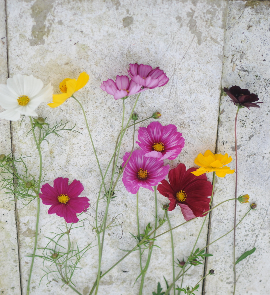 10 Ways to Make Your Cut Flowers Last Longer frolic!