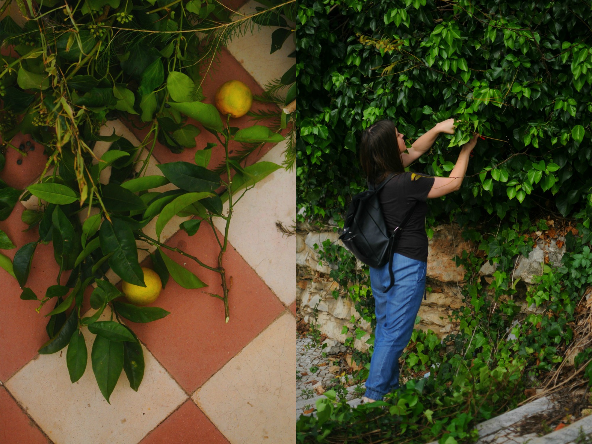 foraged oranges