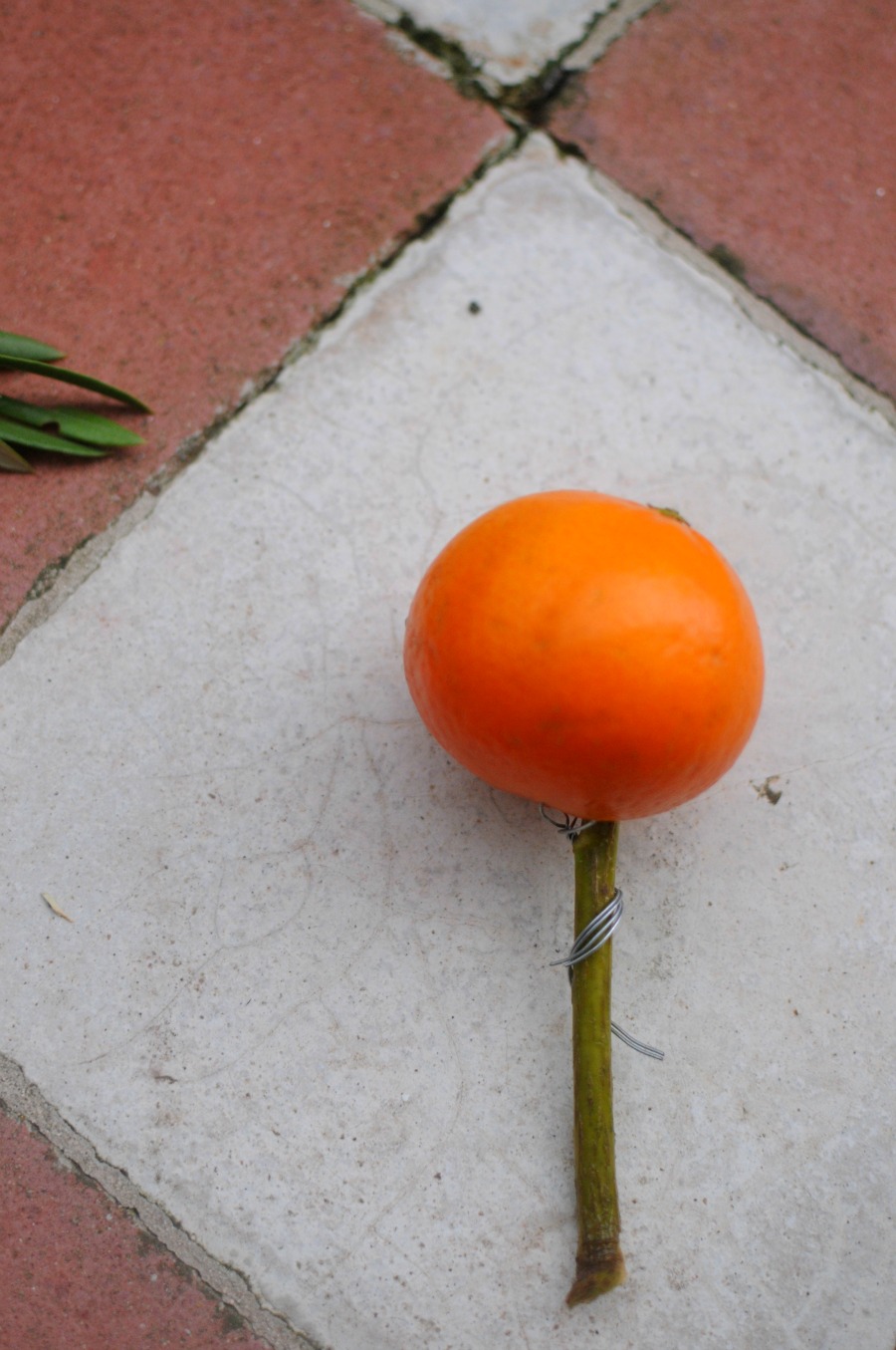 how to wire fruit