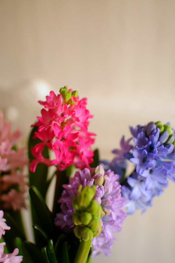January Hyacinths frolic!