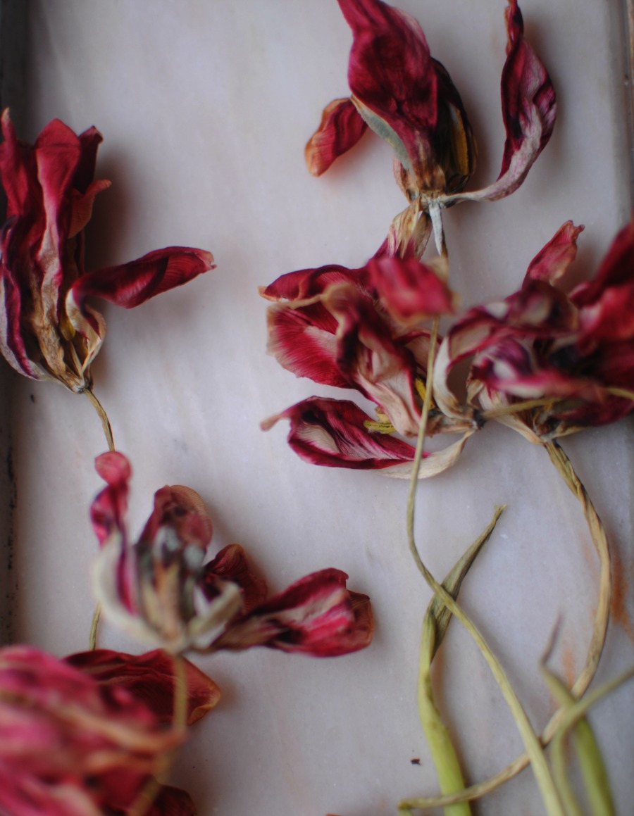 dried tulips