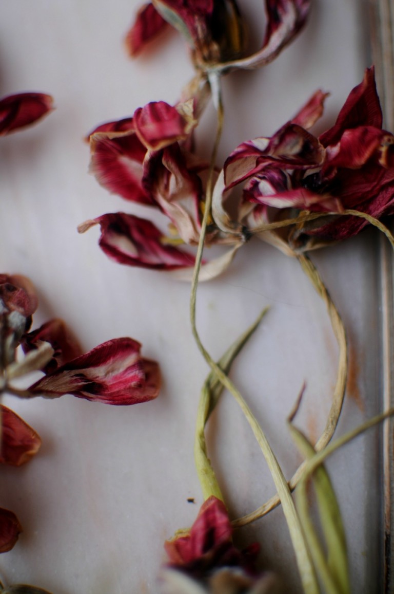 the poetry of dying tulips frolic!