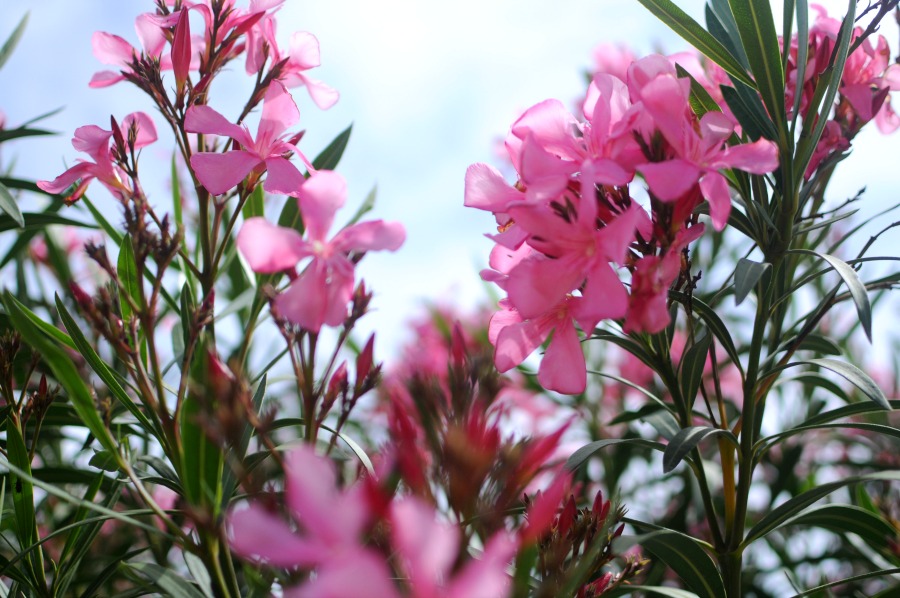 oleander