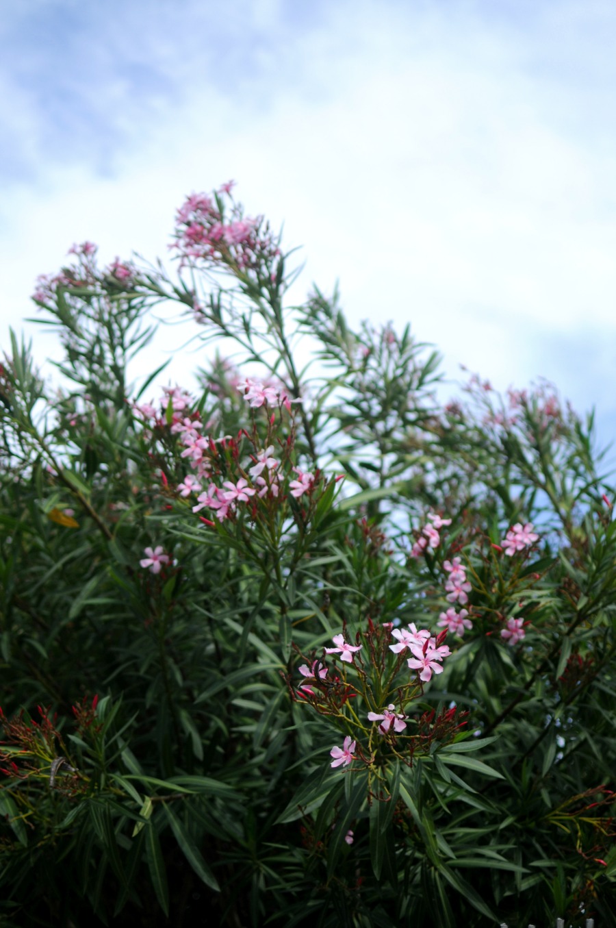 oleander portugal santos