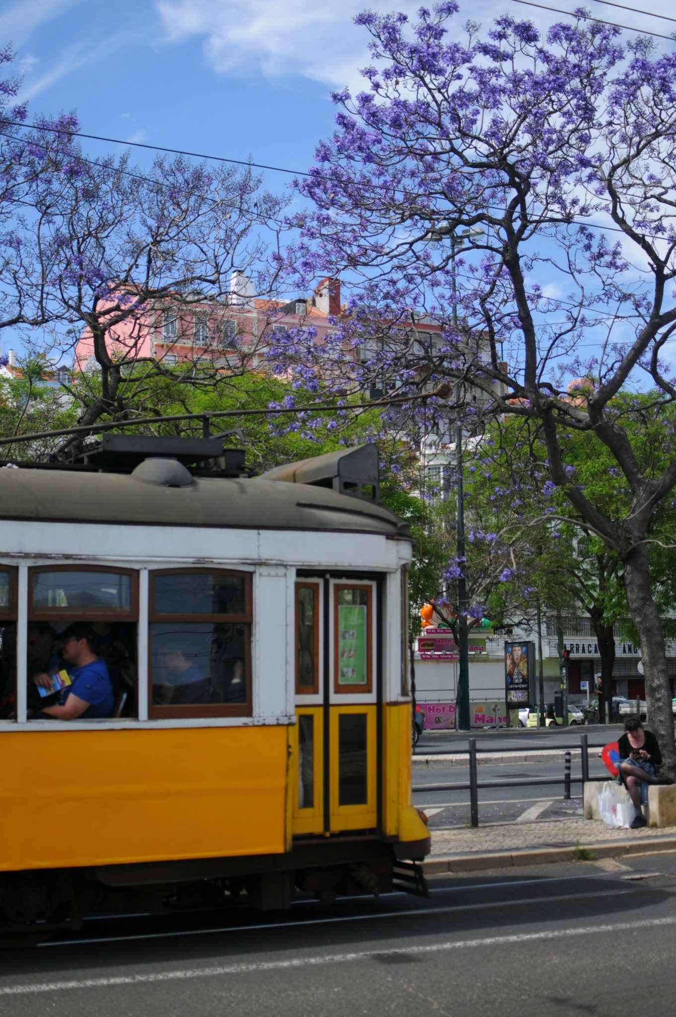 jacaranda lisbon