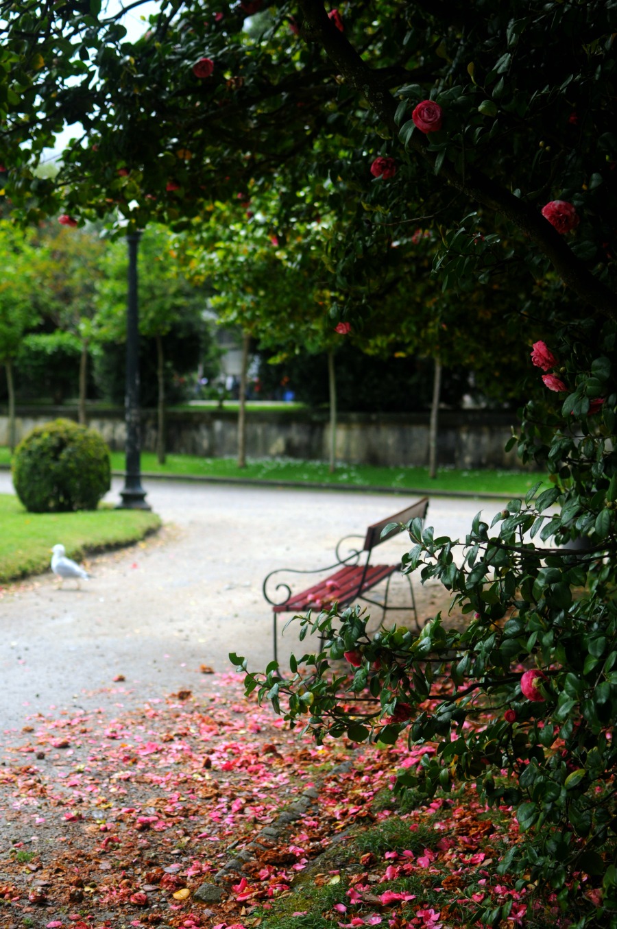 camellias porto