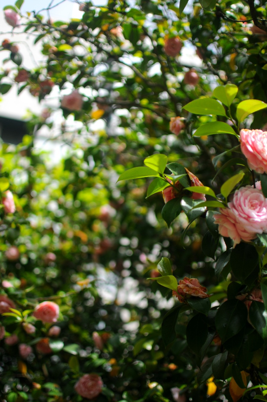 camellias