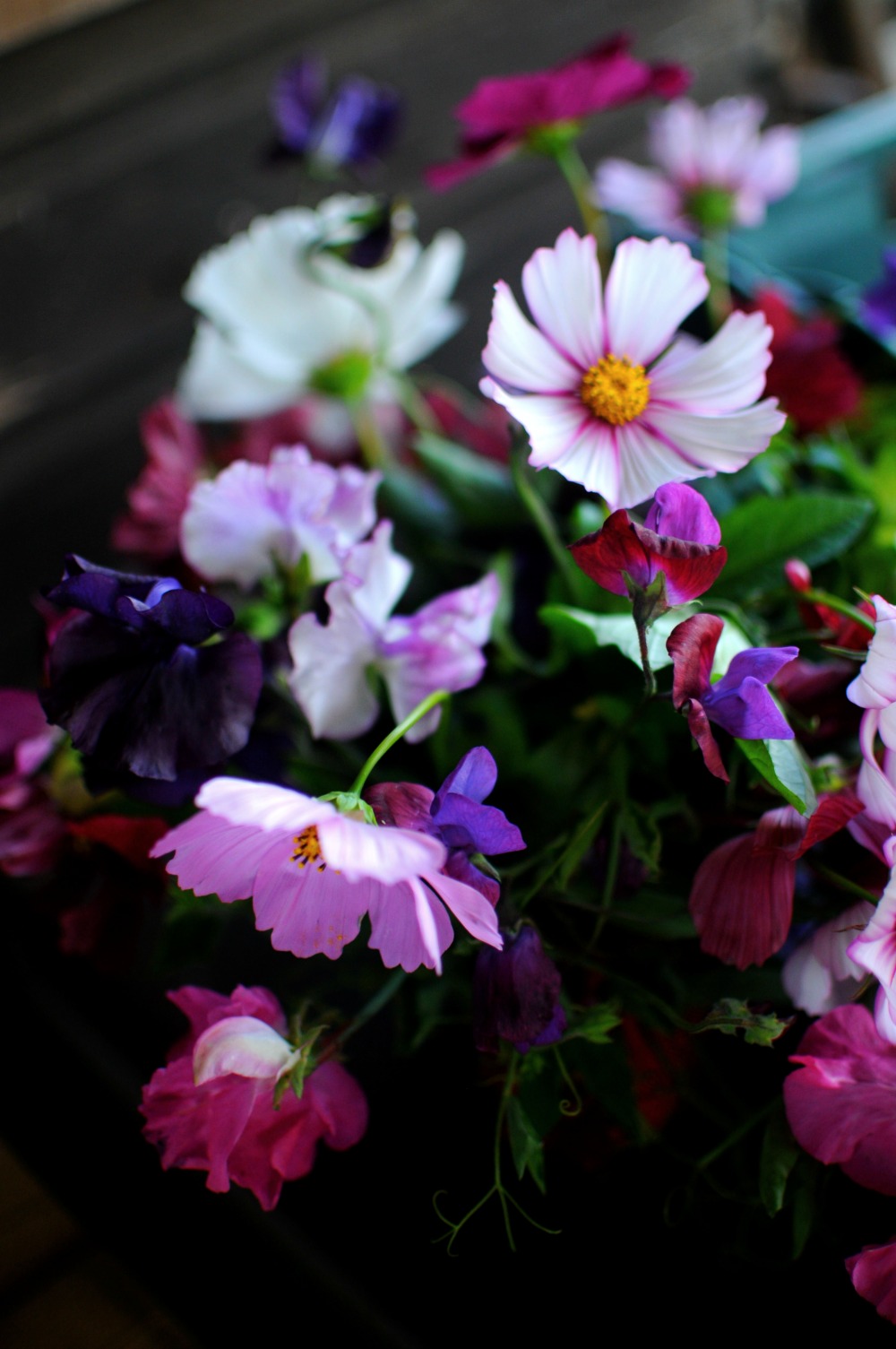 purple flowers