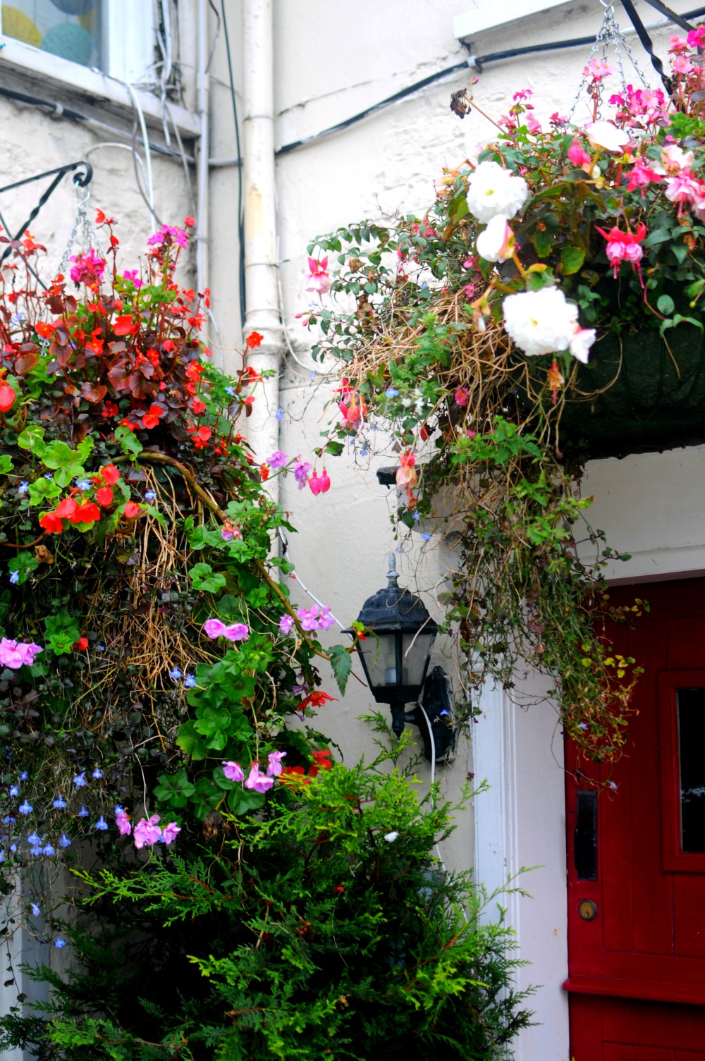 dorset flowers