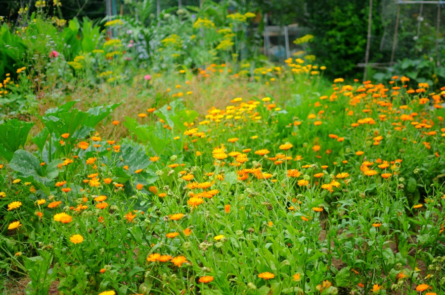 flower-salad-calendula