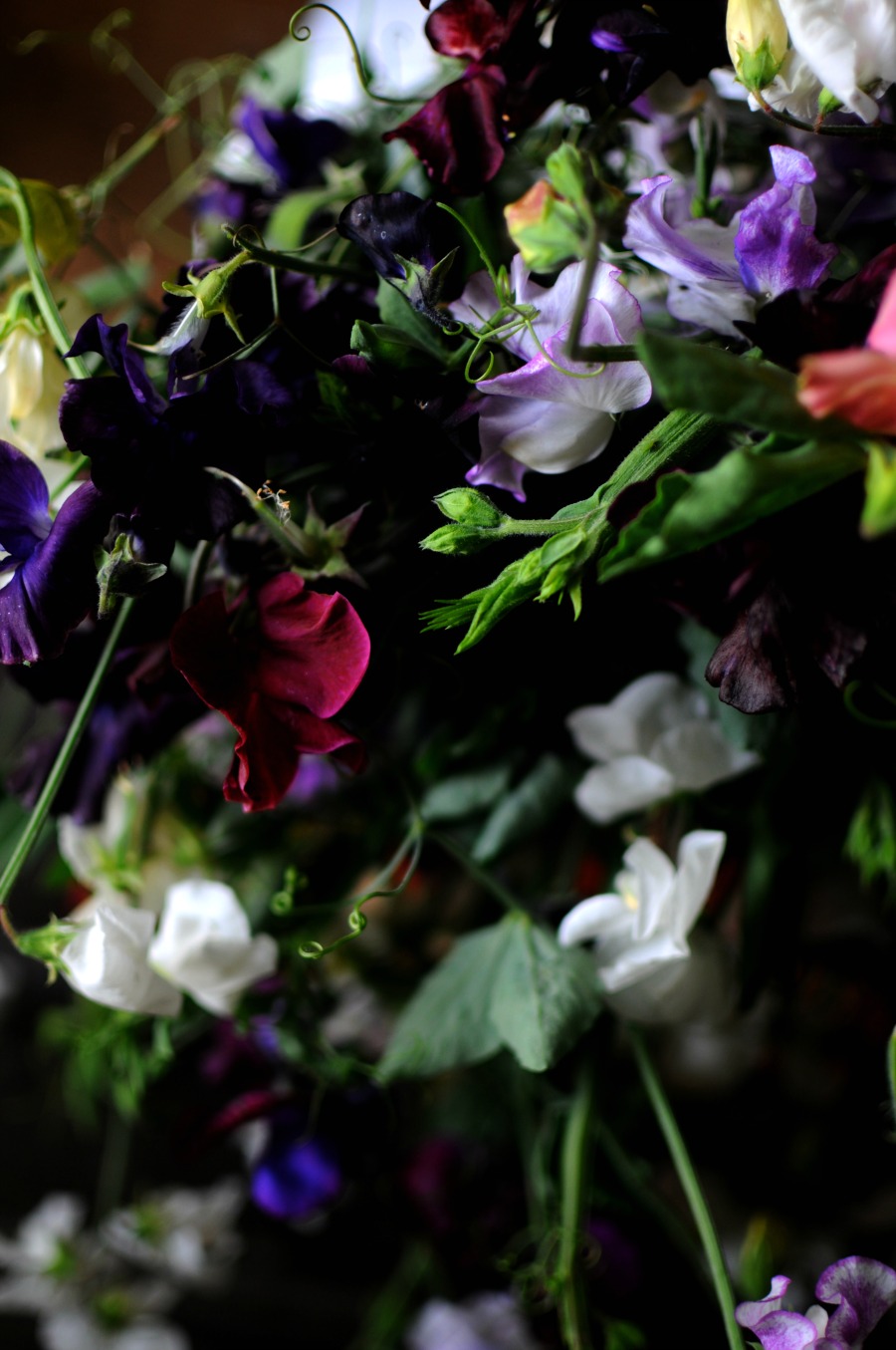 purple sweet peas