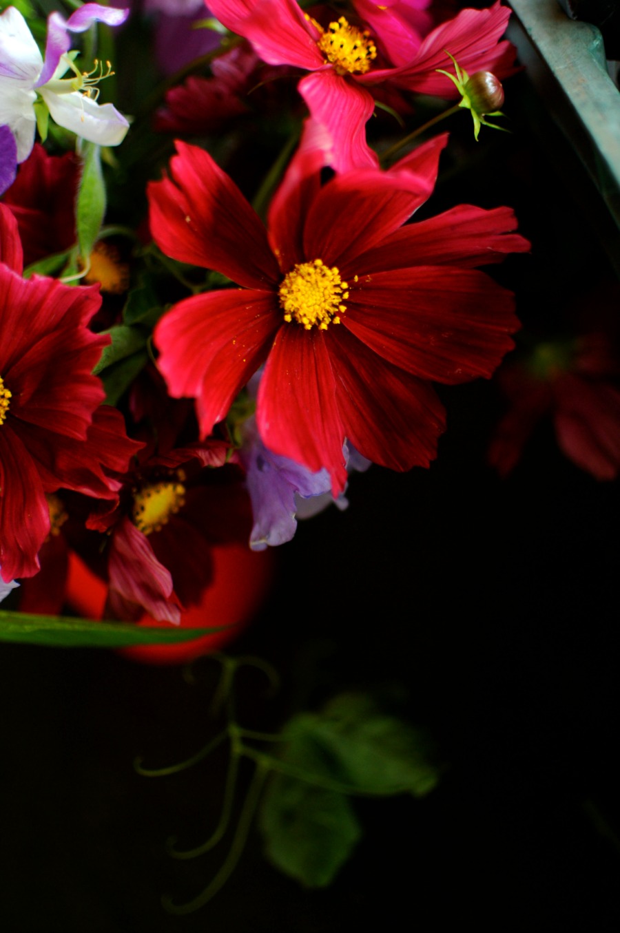 purple flowers