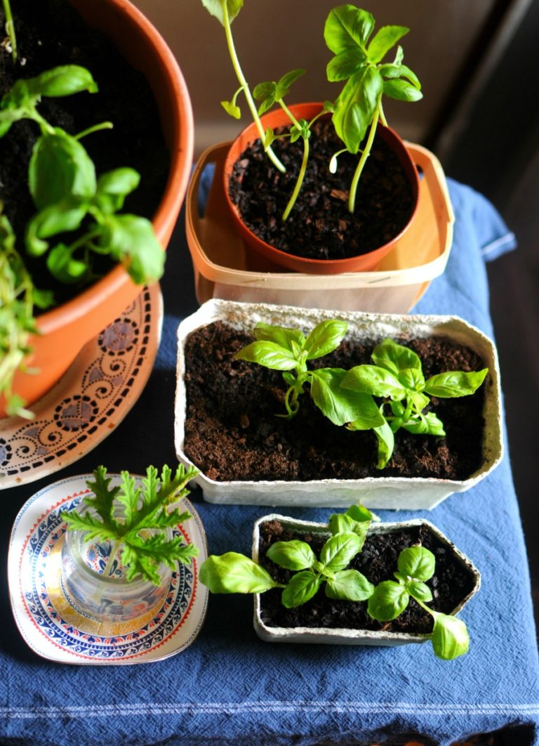 How to Root Basil Cuttings frolic!